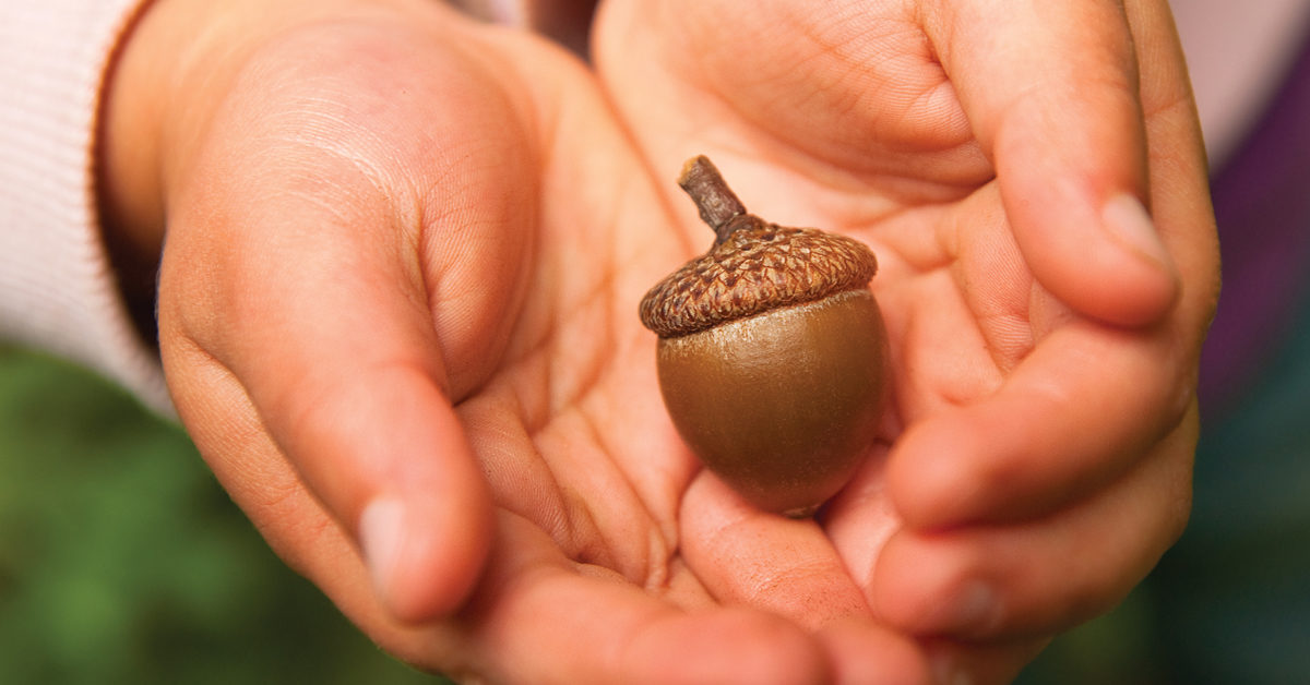 Acorn-in-Hand-Featured-Image-1200x628